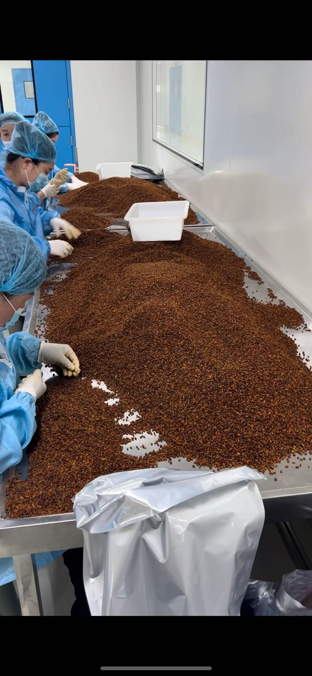 Hand-sorting sea buckthorn berries to remove impurities — quality inspection at Zhouhetang GMP facility