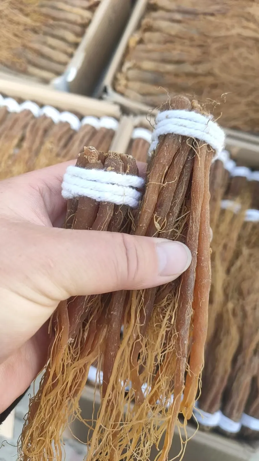 2 tons of premium red ginseng with custom-branded packaging exported to Iran — Zhouhetang B2B export case study